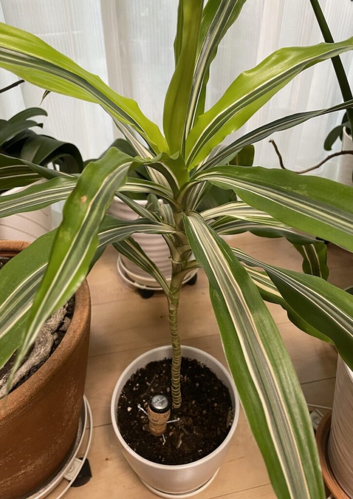 ラセナ｜鉢植えで育てている斑入りドラセナの全体の様子