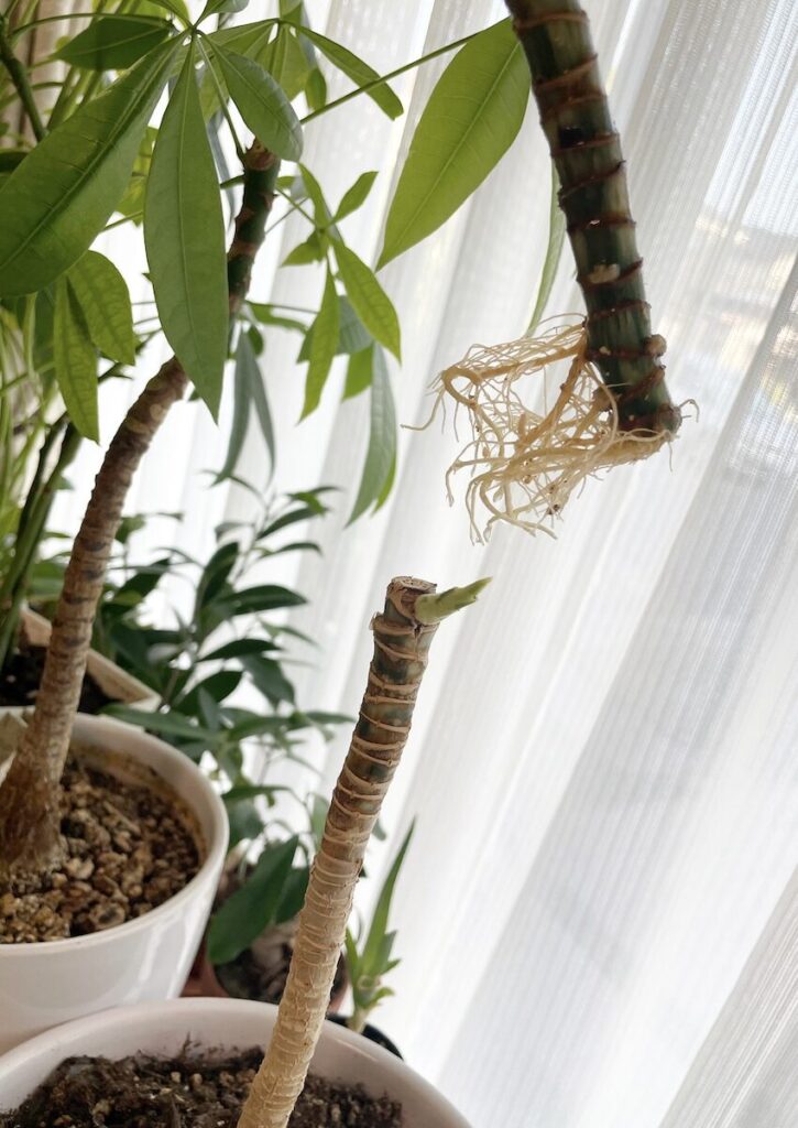 ドラセナ｜カットした幹の先端から発根しているドラセナの様子