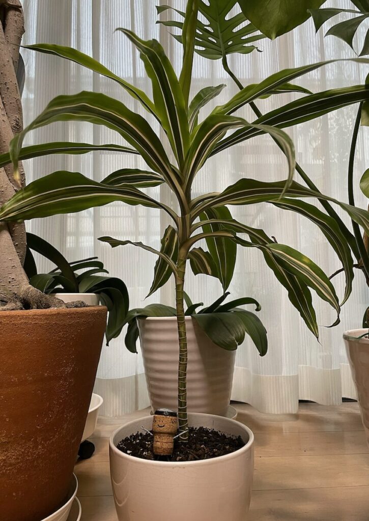 ドラセナ｜室内で管理している斑入りドラセナの株姿