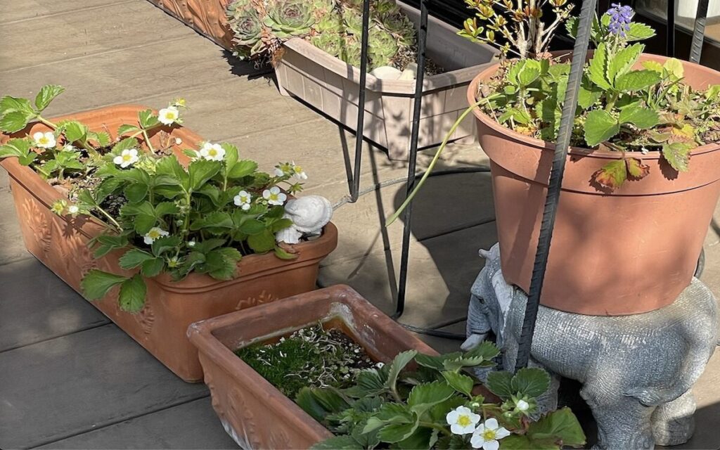 いちご│複数のプランターを並べて育てている様子