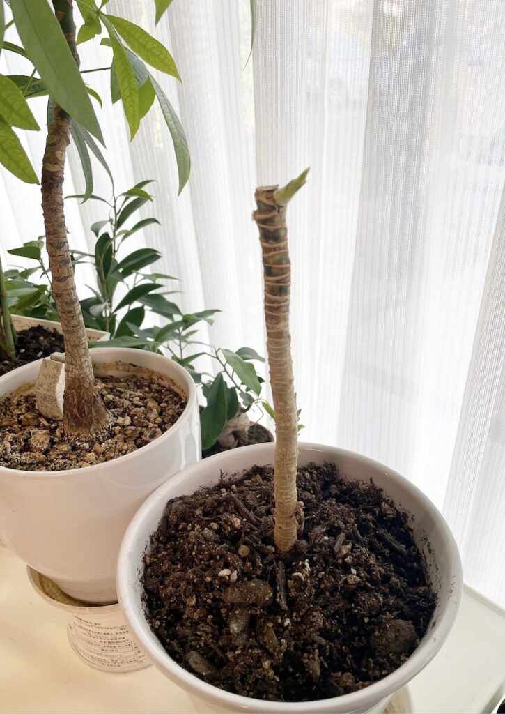 ドラセナ｜剪定後の幹と鉢の状態を記録したドラセナの様子