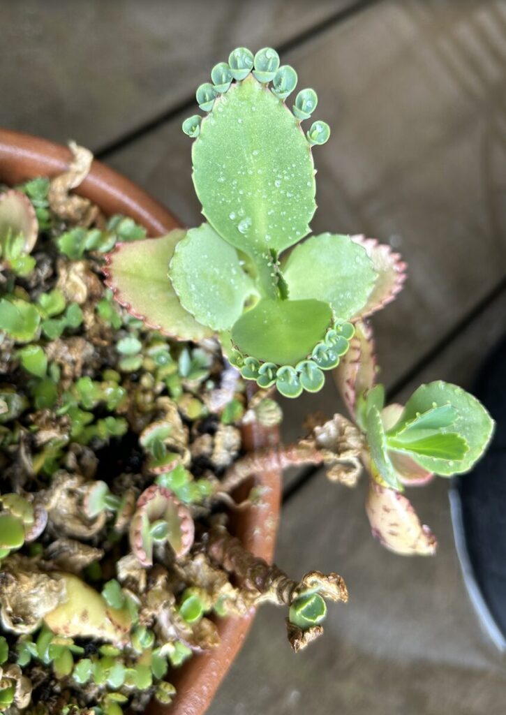 子宝草｜芽をつけた葉と、落ちた芽が鉢の中で発芽し成長している様子