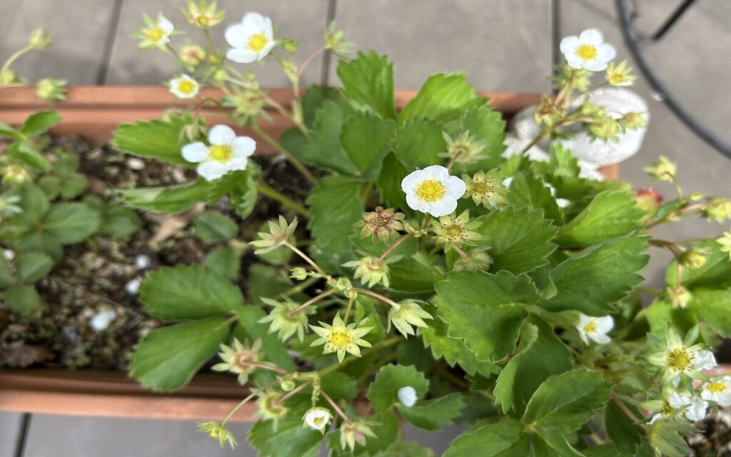 いちご│白い花