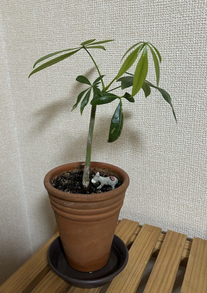 パキラ|鉢植え