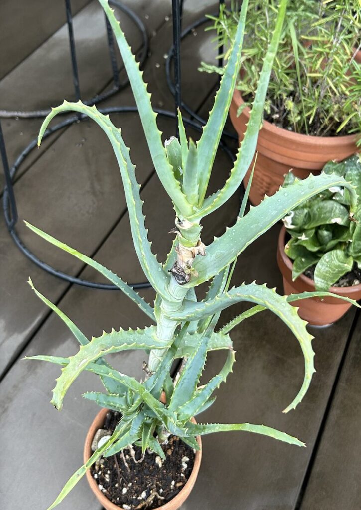 アロエ｜鉢植え
