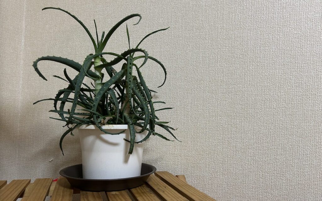 アロエ│元気がない様子