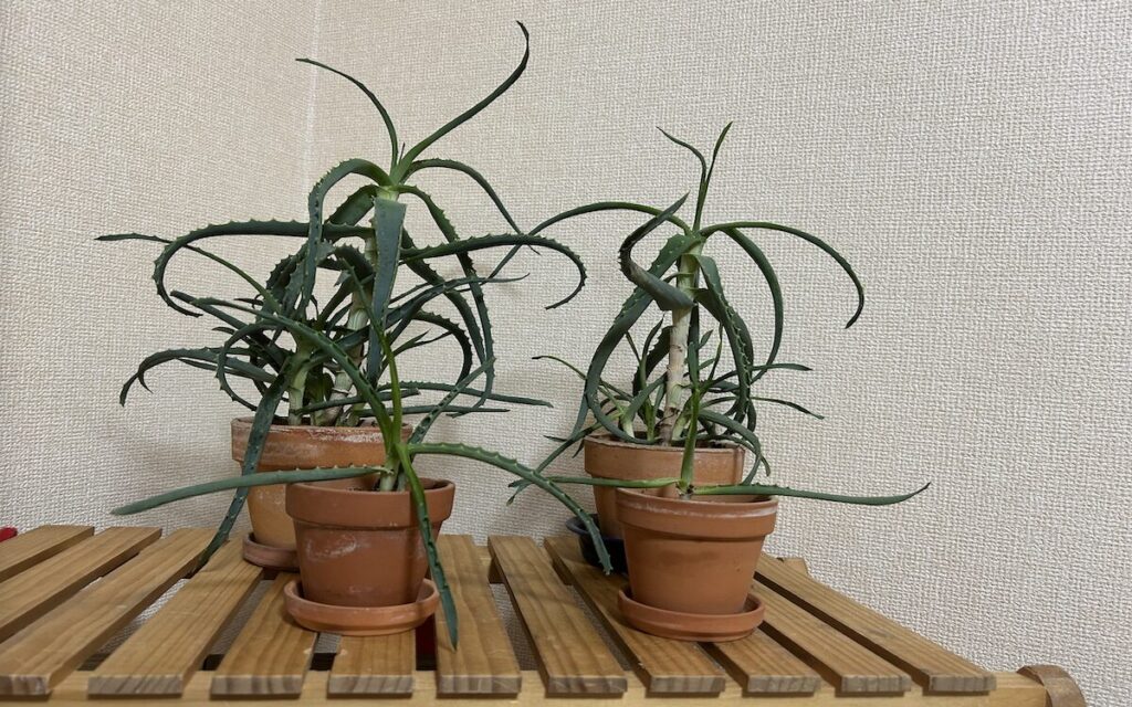 アロエ│元気がない様子