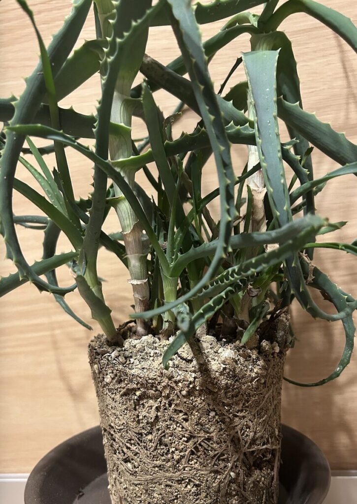 アロエ│鉢植えから出した様子