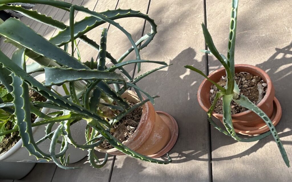 アロエ│鉢植えで育てている様子