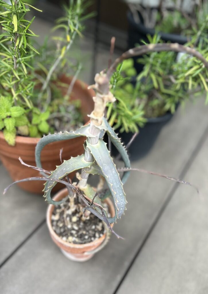 アロエ│復活しつつある様子