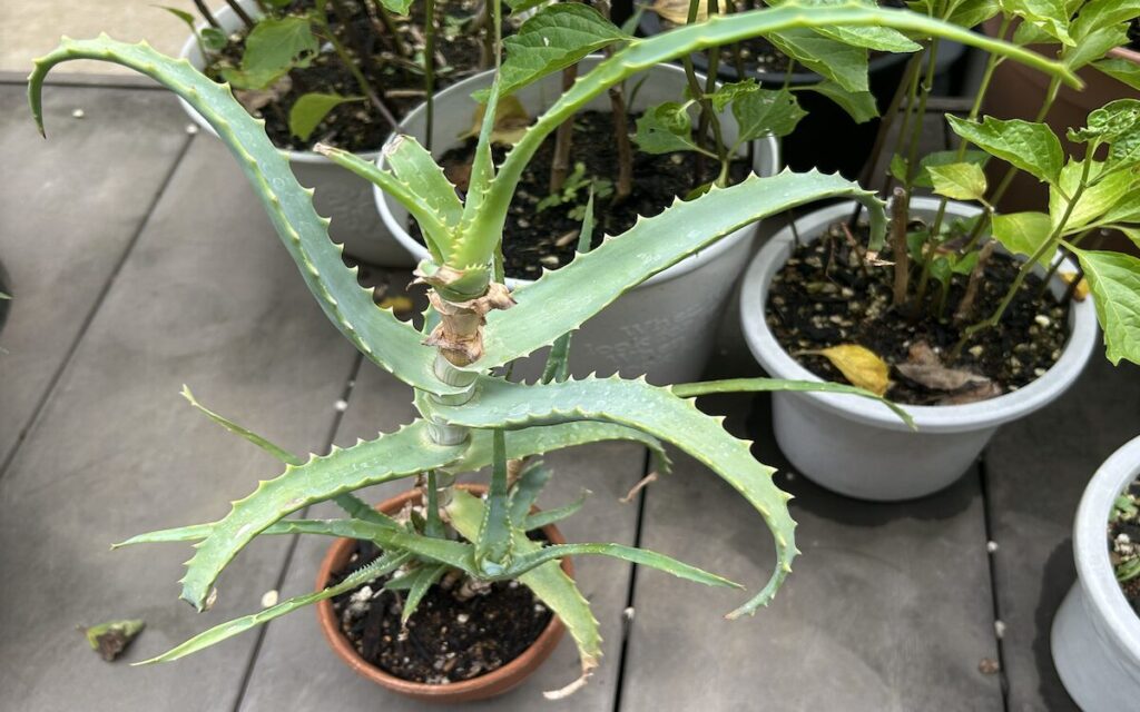 アロエ│復活した様子