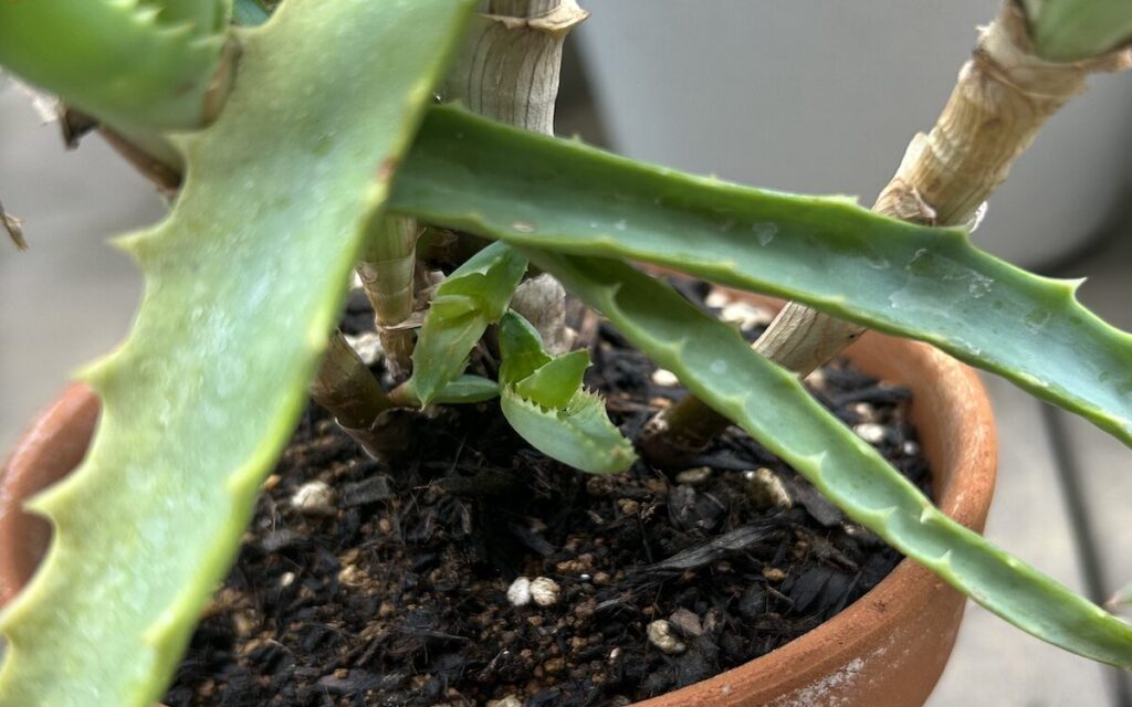 アロエ│復活した様子