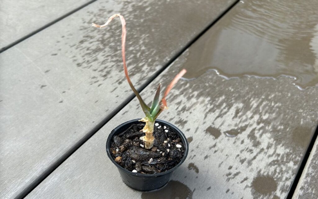 アロエ│小さい鉢で育てている様子