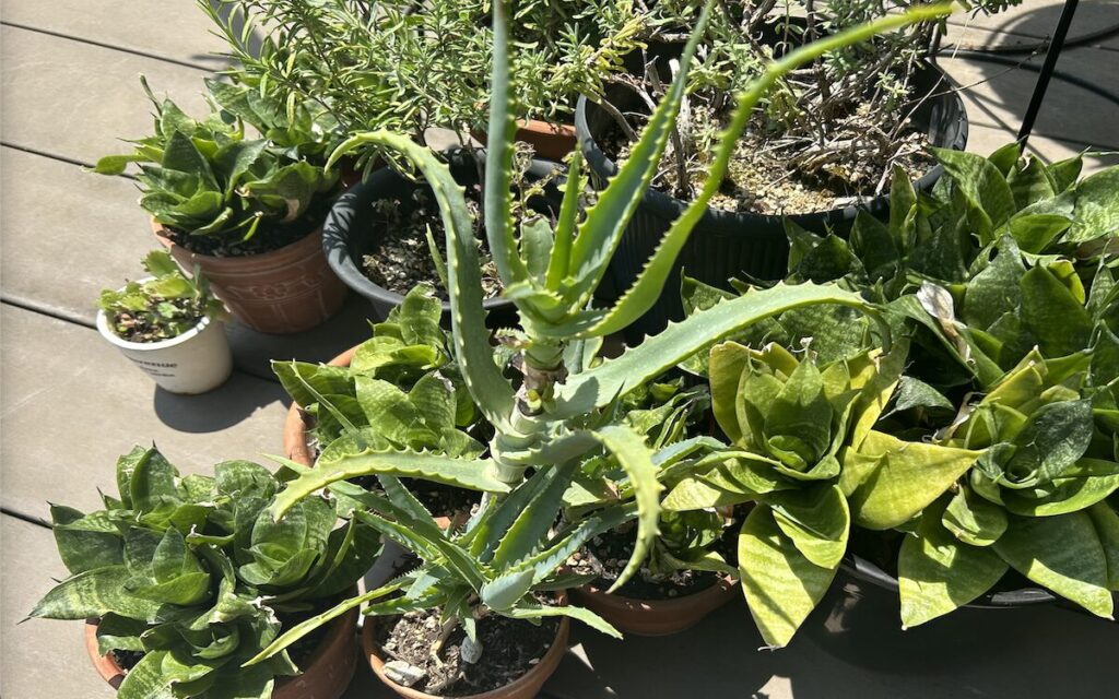 アロエ│太陽の下で育つ緑