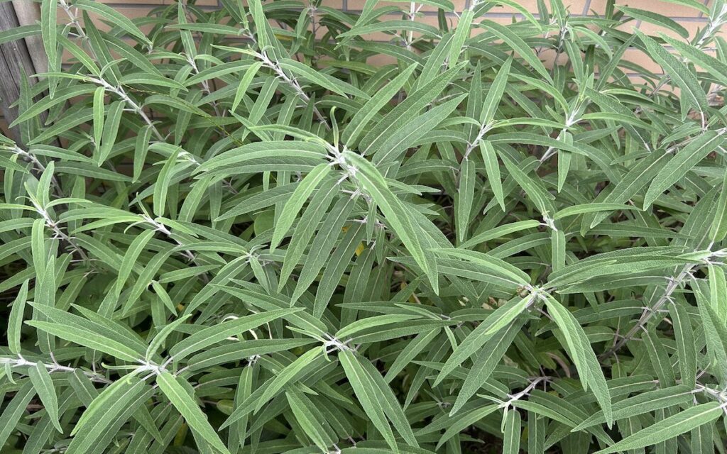 アメジストセージ｜葉っぱ