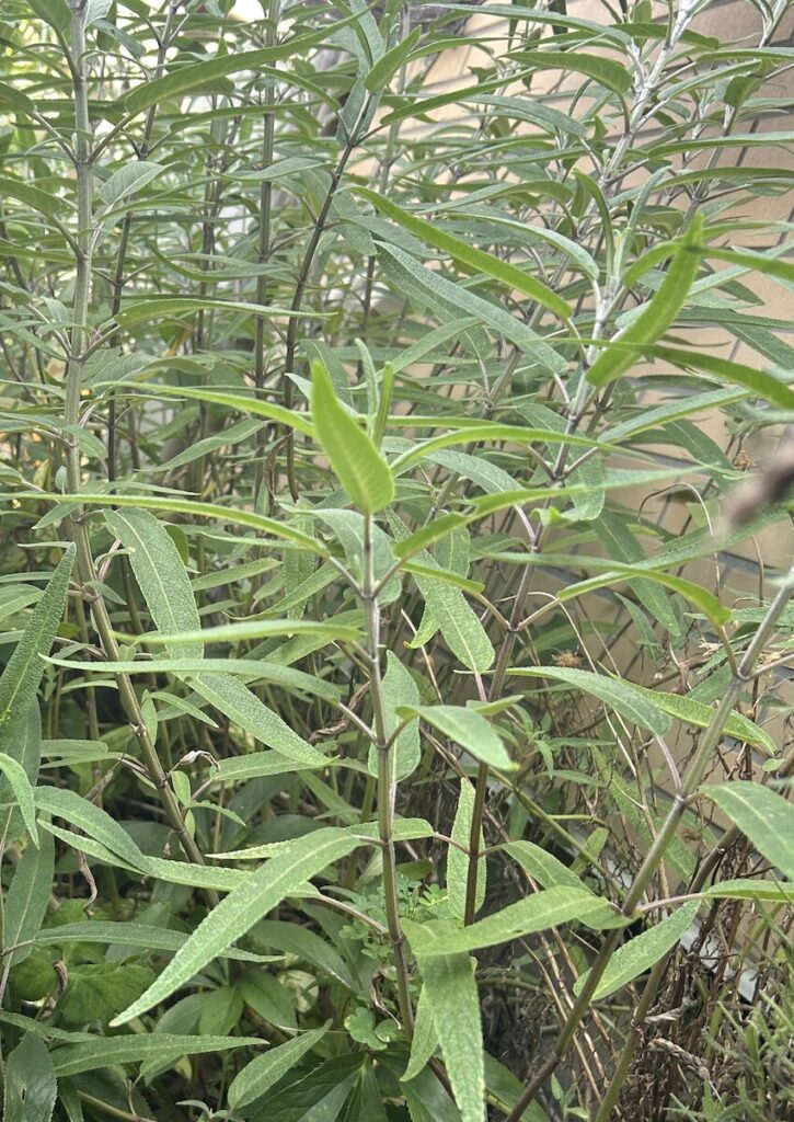 アメジストセージ｜葉っぱ