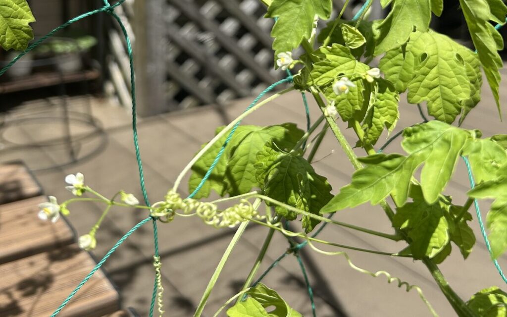 フウセンカズラ｜小さい白い花