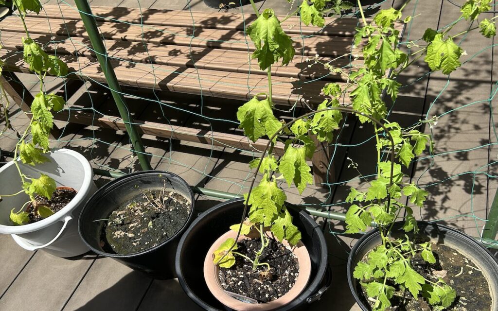 グリーンカーテン｜葉っぱが枯れ気味で元気のない様子