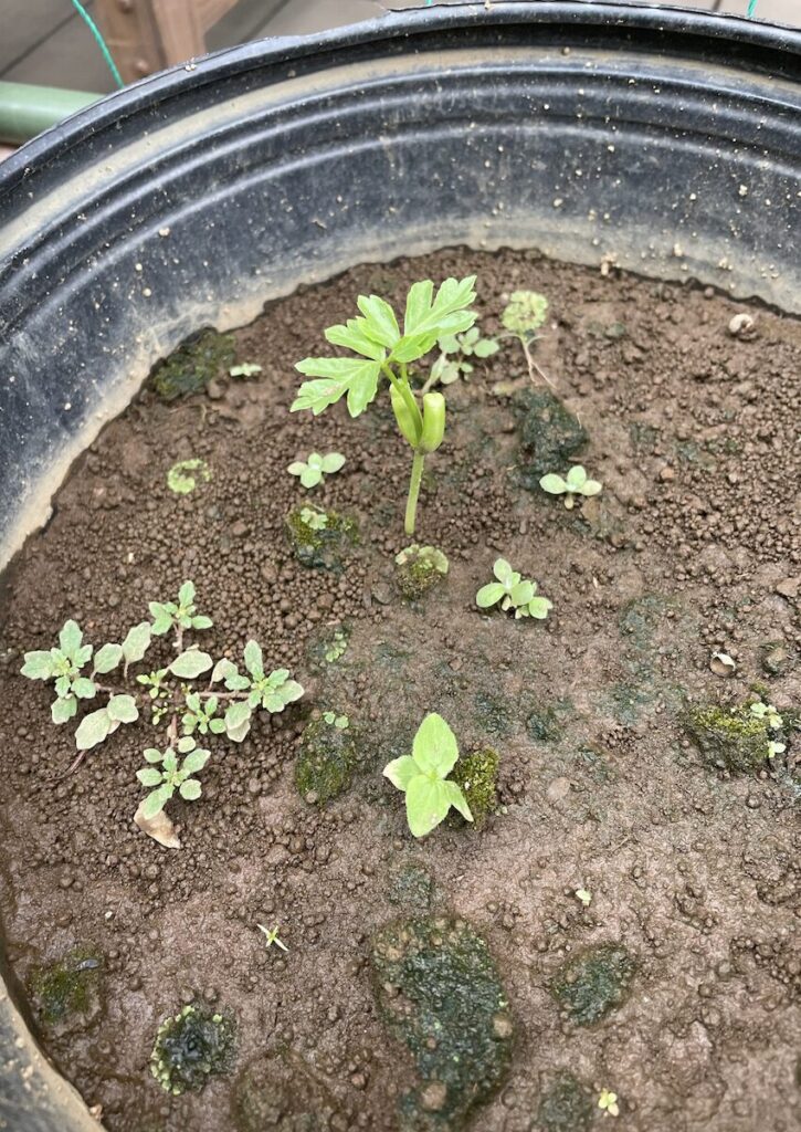 フウセンカズラ|鉢の中で発芽した様子