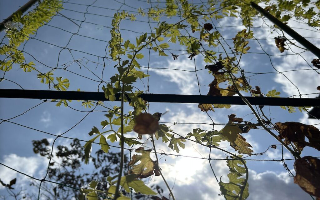 フウセンカズラ｜風船が茶色に変化した様子