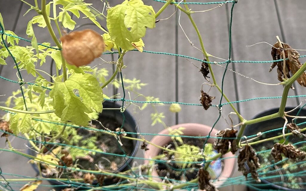 フウセンカズラ｜風船が茶色に変化した様子