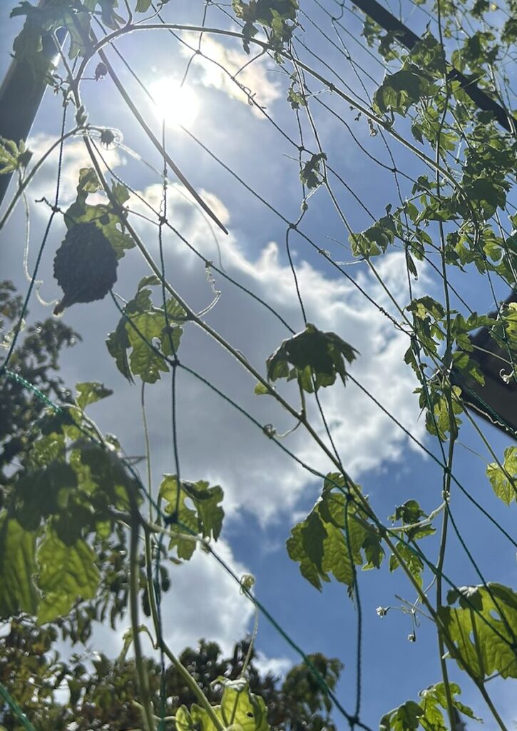 ゴーヤ|実が成長している様子