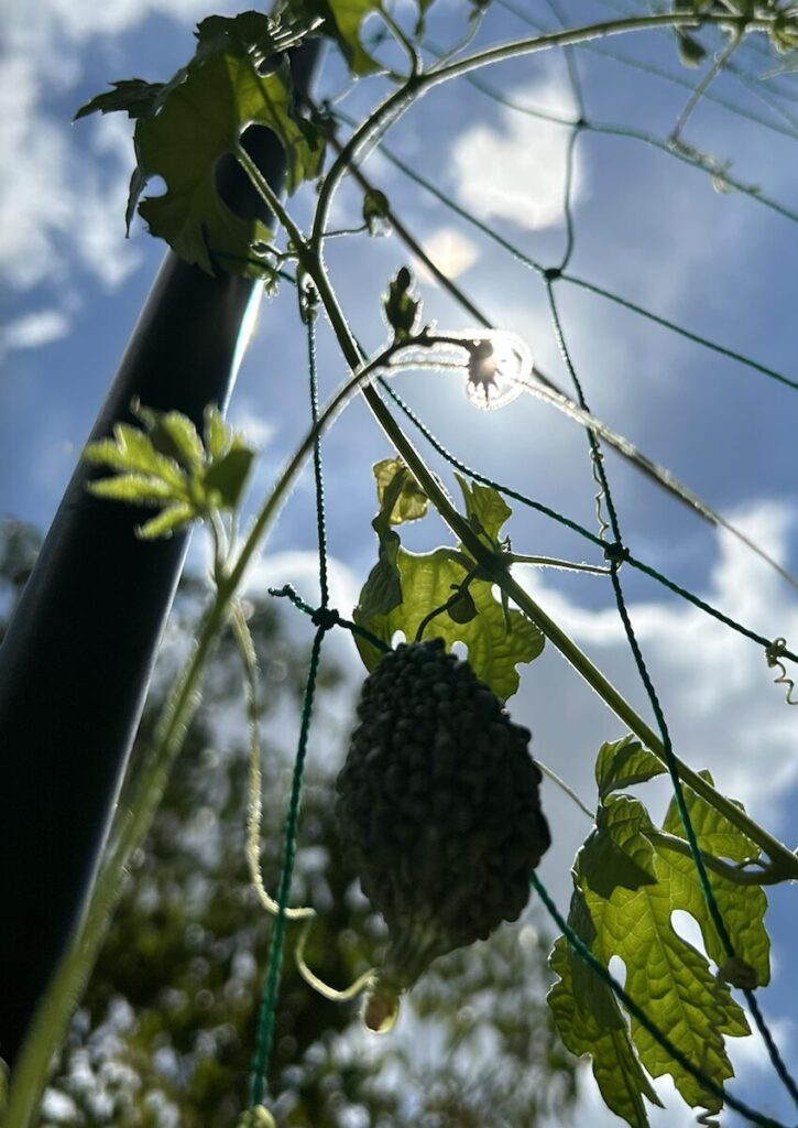 ゴーヤ|実が成長している様子