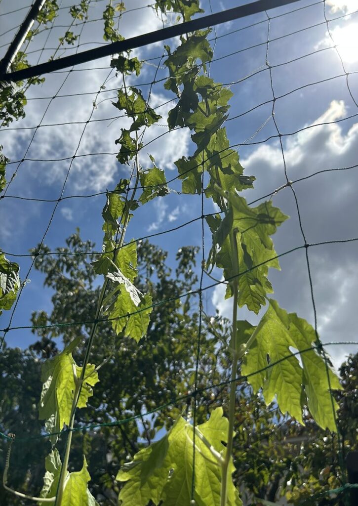 グリーンカーテン|ゴーヤ