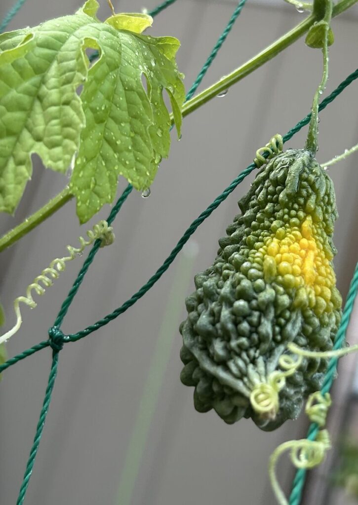 ゴーヤ｜緑色の実が黄色く変化した様子