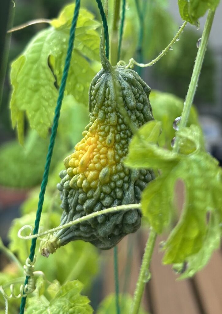 ゴーヤ｜緑色の実が黄色く変化した様子