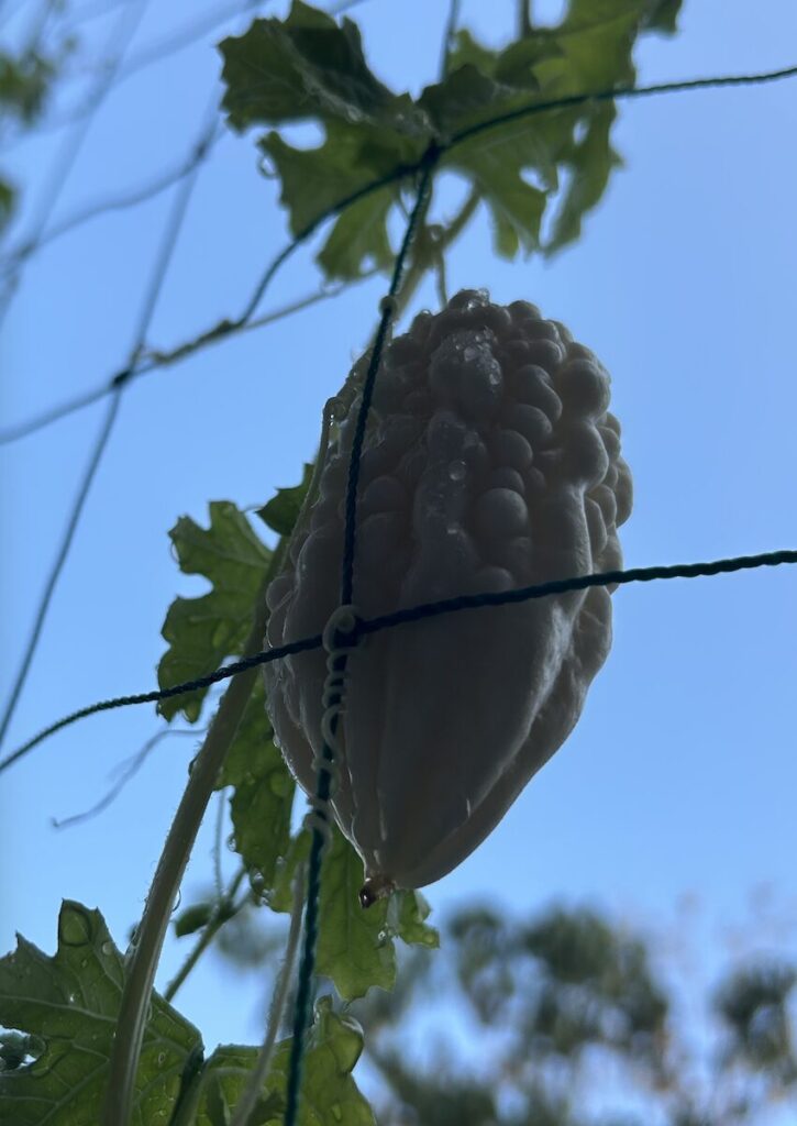 ゴーヤ｜白い実