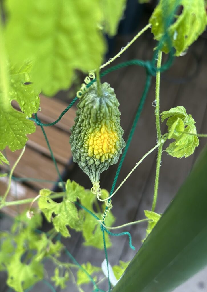 ゴーヤ｜緑色の実が黄色く変化した様子