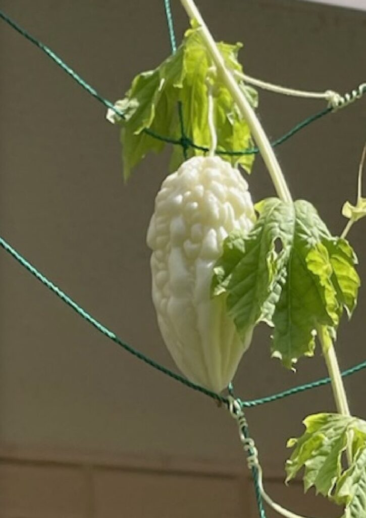ゴーヤ|白い実