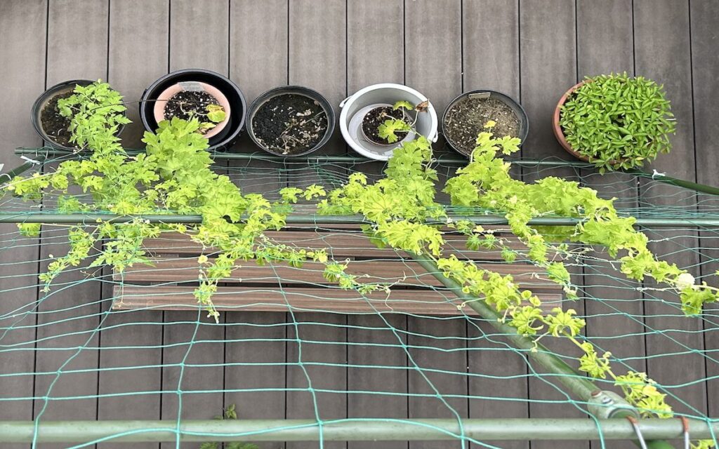 グリーンカーテン｜黄緑色のカーテン