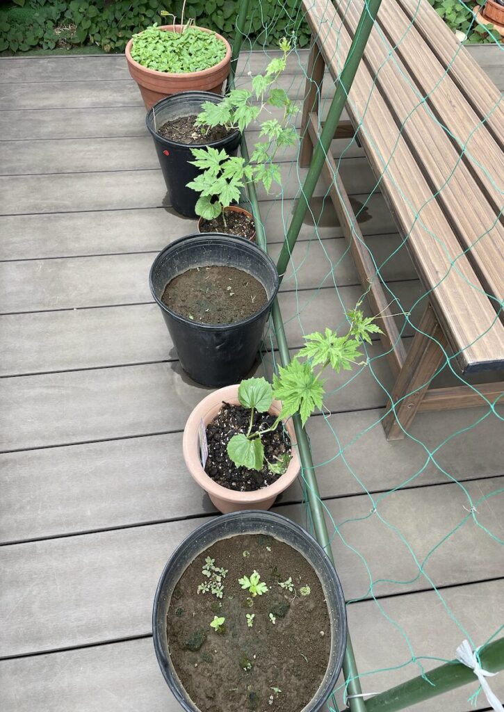 グリーンカーテン|種を巻いてから数日が経過した様子