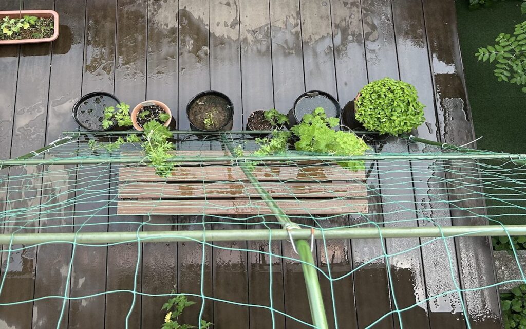 グリーンカーテン|上から見下ろした様子