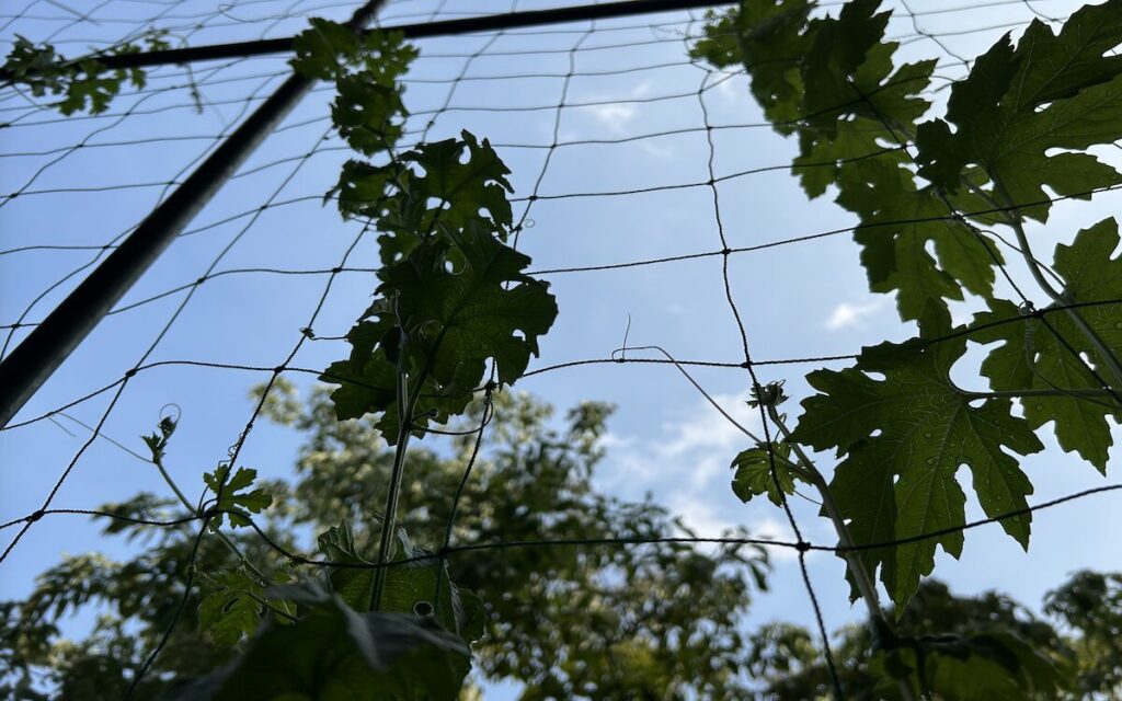 ゴーヤ|ネットにからまるツルと葉っぱの様子