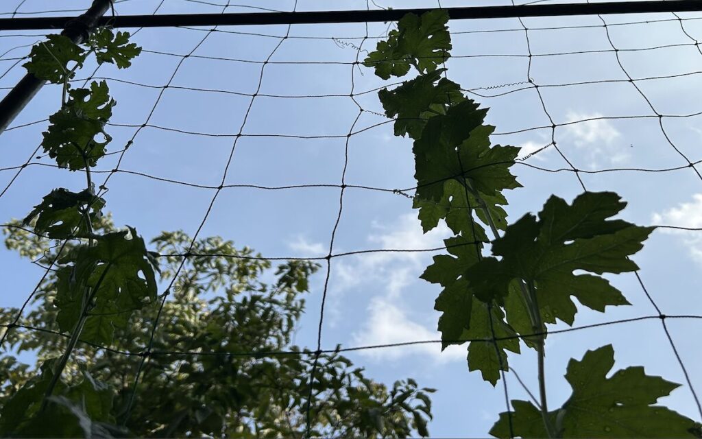 ゴーヤ|ネットにからまるツルと葉っぱの様子