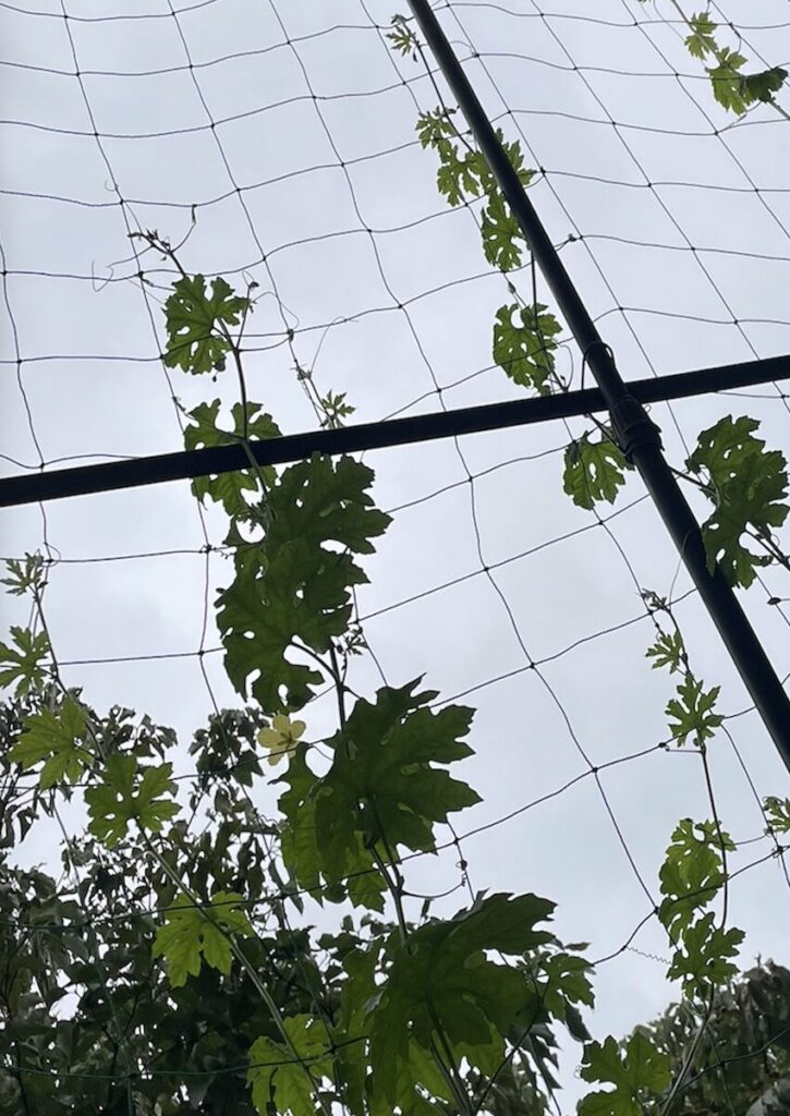 ゴーヤ|黄緑色のグリーンカーテン