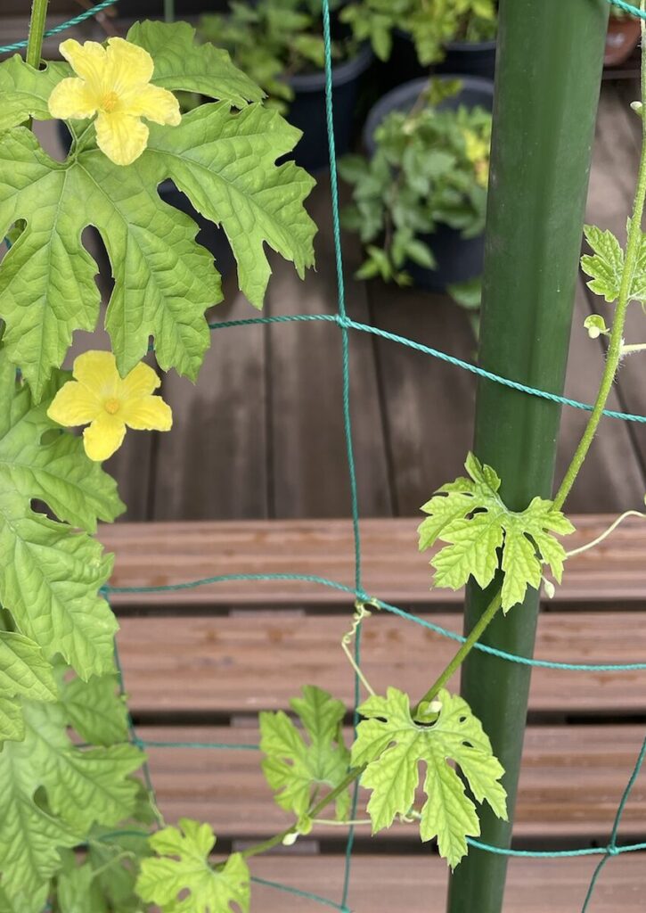 ゴーヤ|黄色いお花