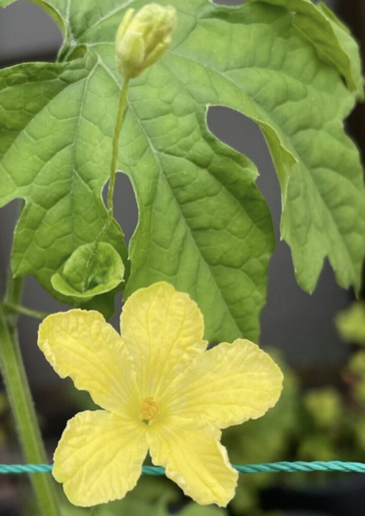 ゴーヤ|黄色いお花