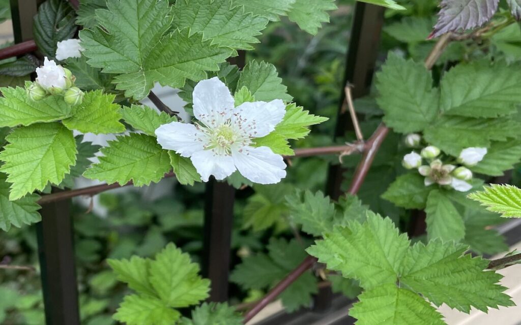 ブラックベリー｜白いお花