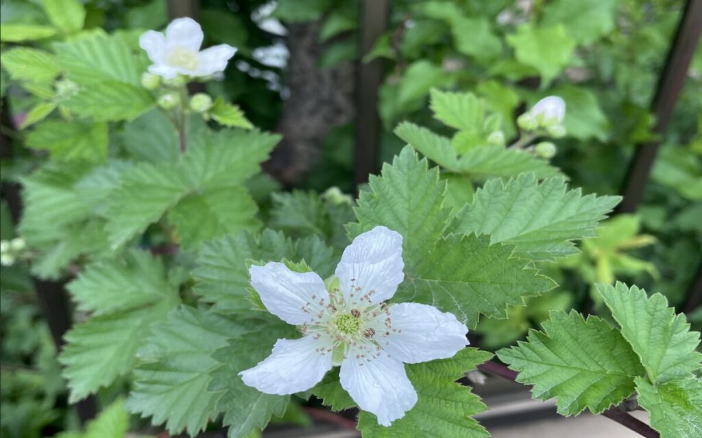 ブラックベリー｜白いお花