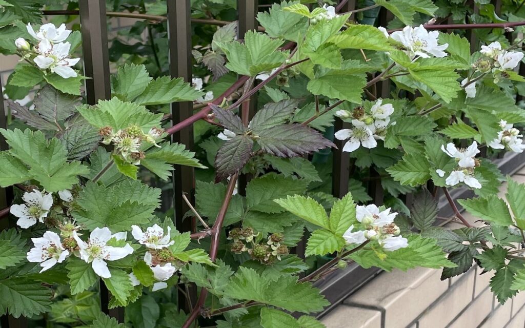 ブラックベリー｜白いお花