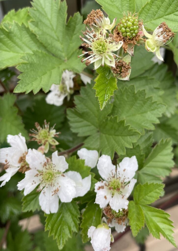 ブラックベリー｜白いお花と緑色の実
