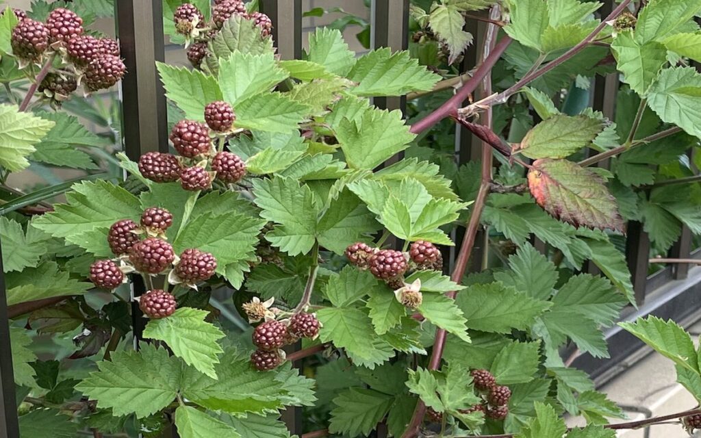 ブラックベリー｜赤茶色の実