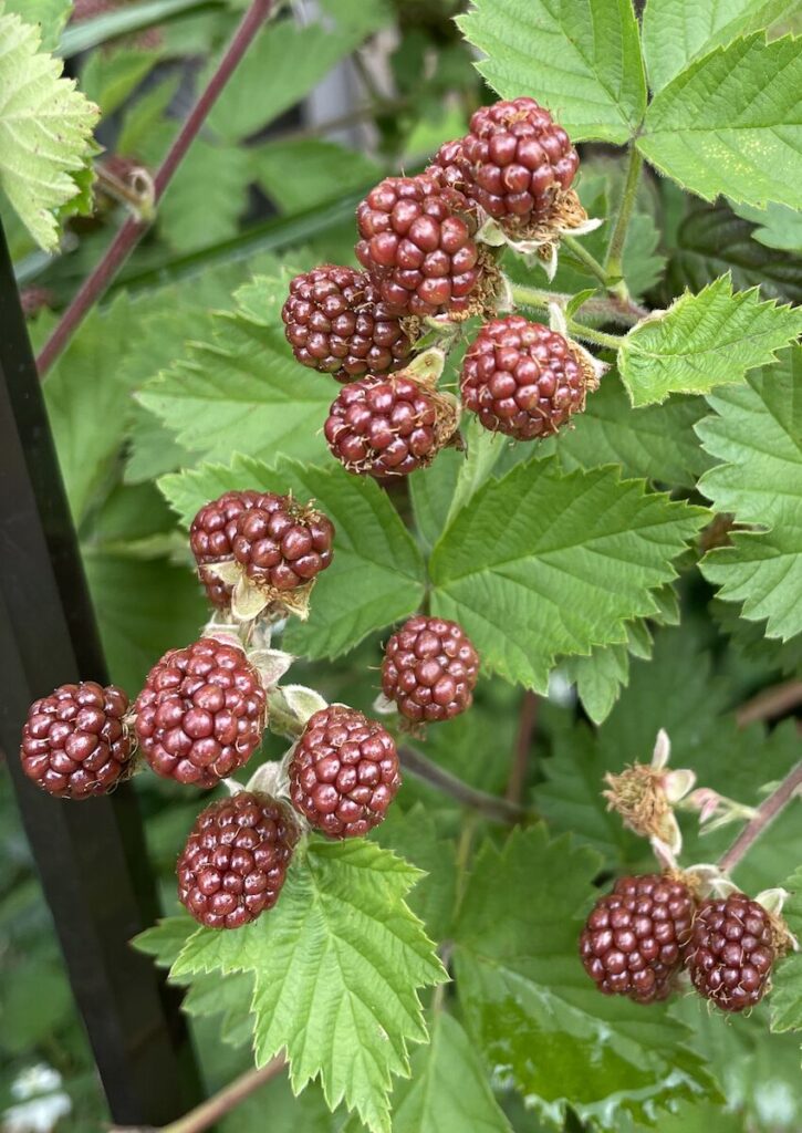 ブラックベリー｜赤茶色の実