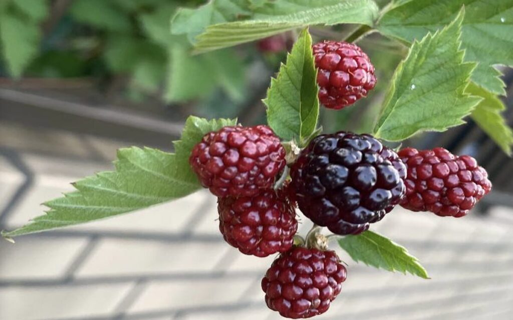 ブラックベリー｜赤と黒色の実