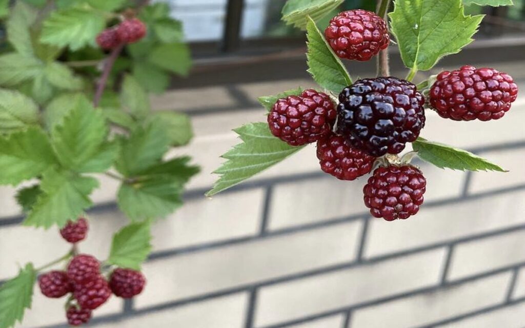 ブラックベリー｜赤と黒色の実