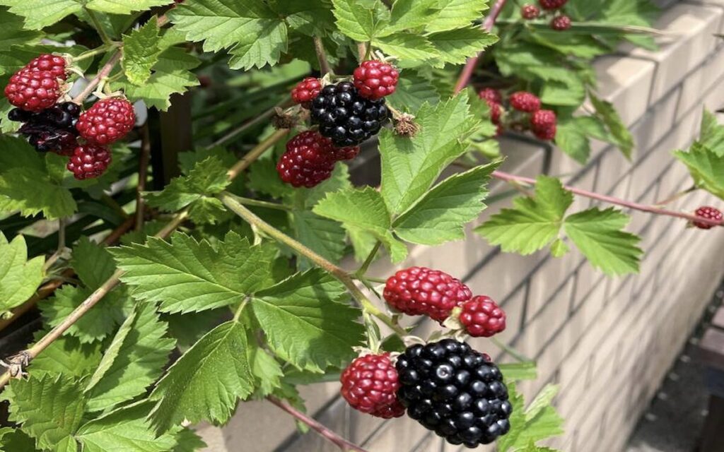 ブラックベリー｜赤と黒色の実